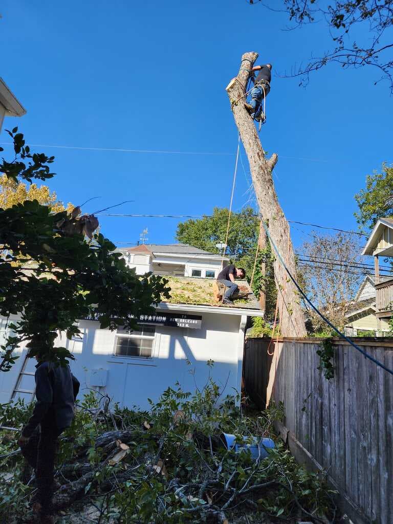 ArborWise work photo 1